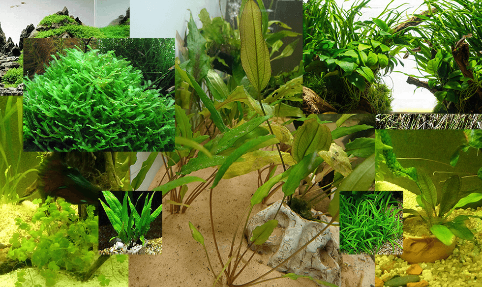 fuente de agua al aire libre con Plantas Acuáticas flotantes