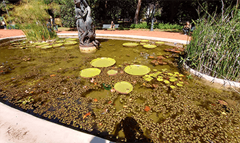 fuente de agua al aire libre con Plantas Acuáticas flotantes
