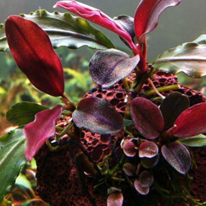 planta acuatica