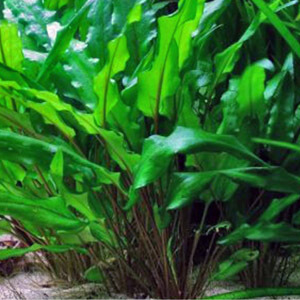 planta acuatica