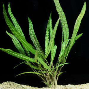 planta acuatica