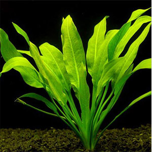 planta acuatica