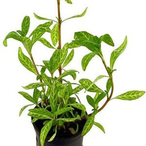 planta acuatica