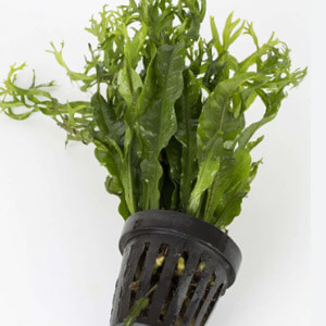planta acuatica