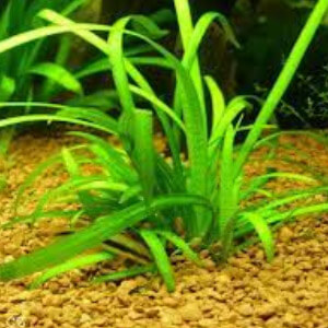 planta acuatica