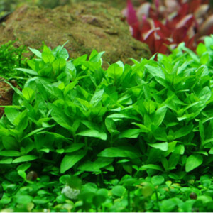 planta acuatica