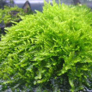 planta acuatica