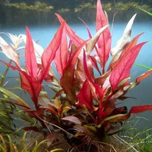 planta acuatica