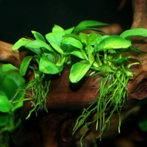 planta acuatica