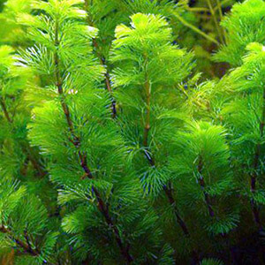 planta acuatica