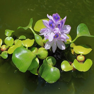 planta acuatica