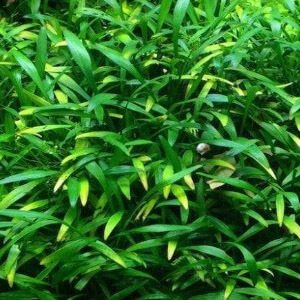 planta acuatica