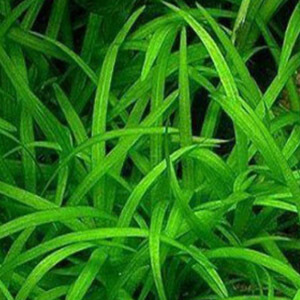planta acuatica