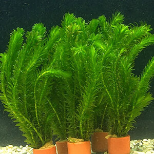 planta acuatica
