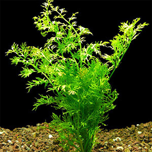 planta acuatica