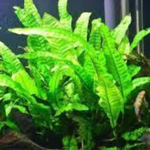 planta acuatica