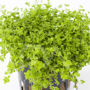 planta acuatica