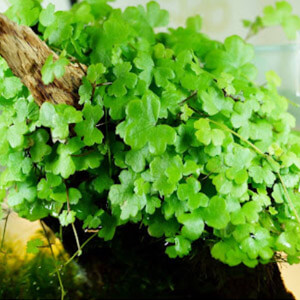 planta acuatica