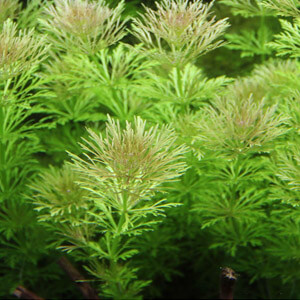 planta acuatica