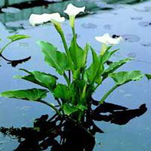 planta acuatica
