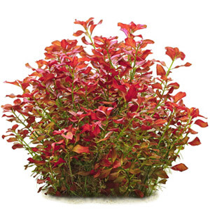 planta acuatica