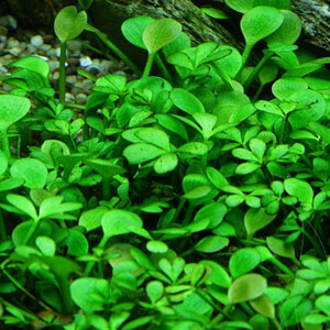planta acuatica