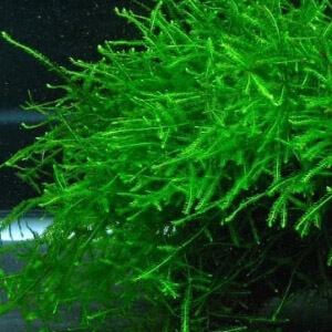 planta acuatica