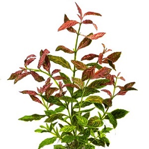 planta acuatica