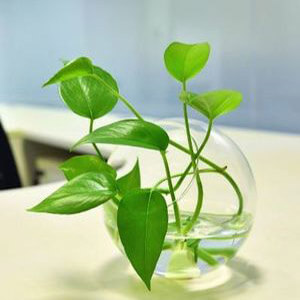 planta acuatica