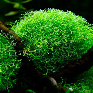 planta acuatica