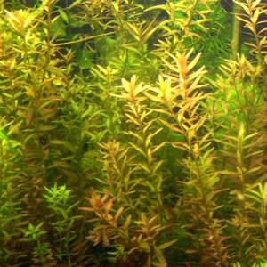 planta acuatica