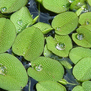 planta acuatica