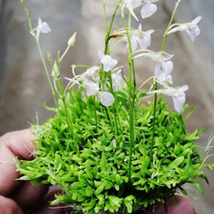 planta acuatica