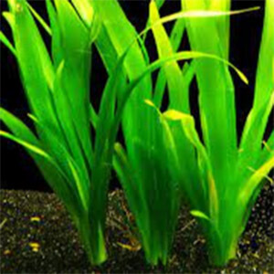 planta acuatica