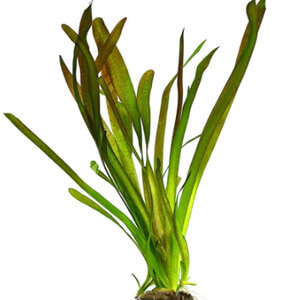 planta acuatica
